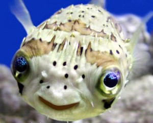 smiling-fish
